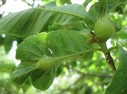 Farningham Woods and Oriental Chestnut Gall Wasp