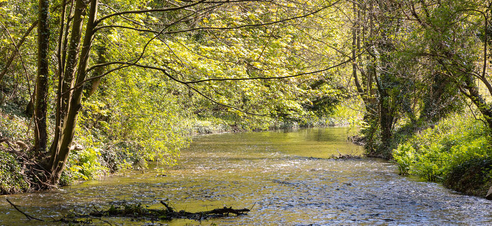 River Darent in the current Heatwave and Drought