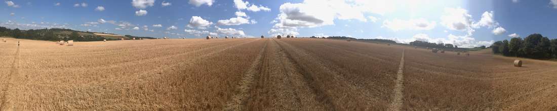 farningham_harvest_1